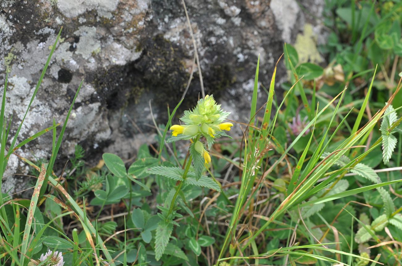 Image of genus Rhinanthus specimen.