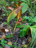 Convallaria majalis. Плодоносящее растение. Московская обл., Воскресенский р-н, Лопатинские карьеры, смешанный лес. 02.09.2018.