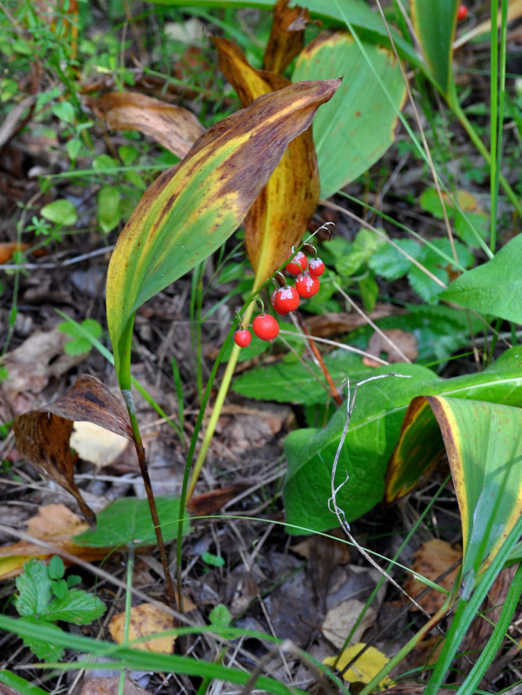 Изображение особи Convallaria majalis.