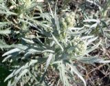 Artemisia tilesii