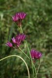 Allium barsczewskii