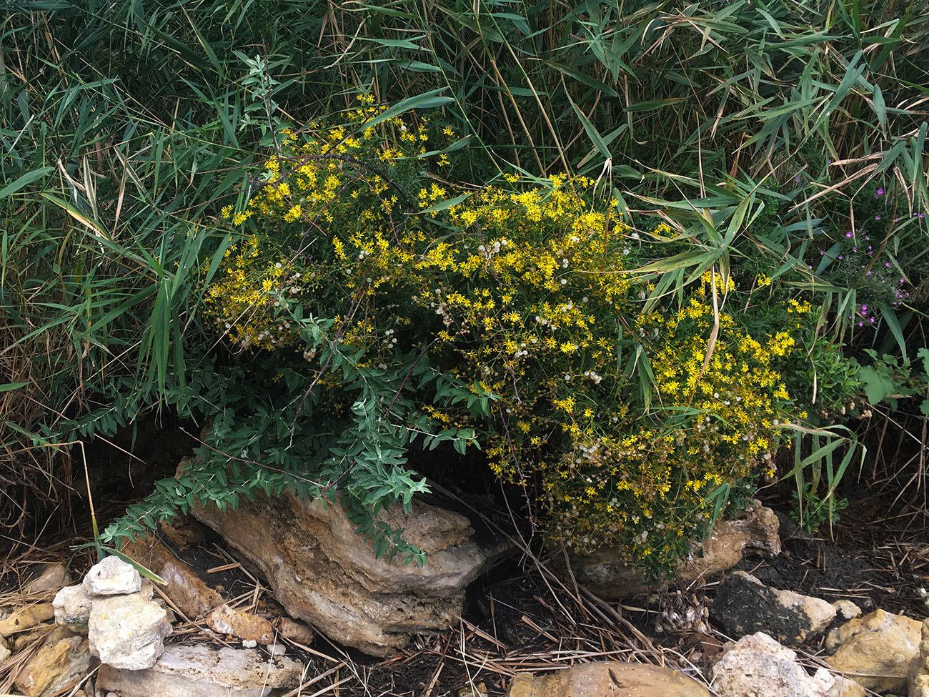 Image of Senecio erucifolius specimen.