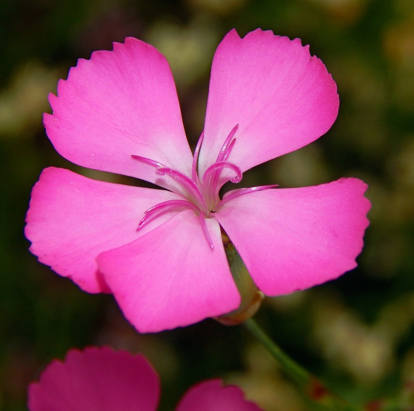 Изображение особи род Dianthus.