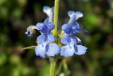 Nepeta glutinosa