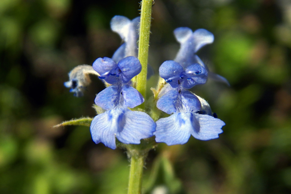 Изображение особи Nepeta glutinosa.