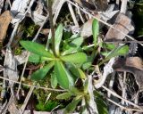 genus Draba. Нижняя часть цветущего растения. Чукотка, Билибинский р-н, напротив рудника Каральвеем, долина ручья. 12.07.2018.