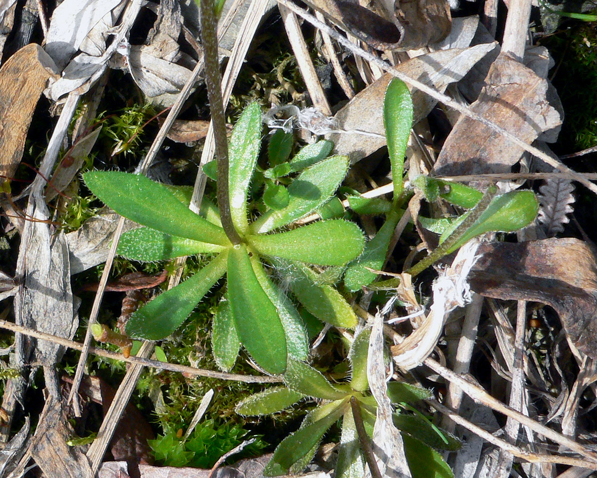 Изображение особи род Draba.