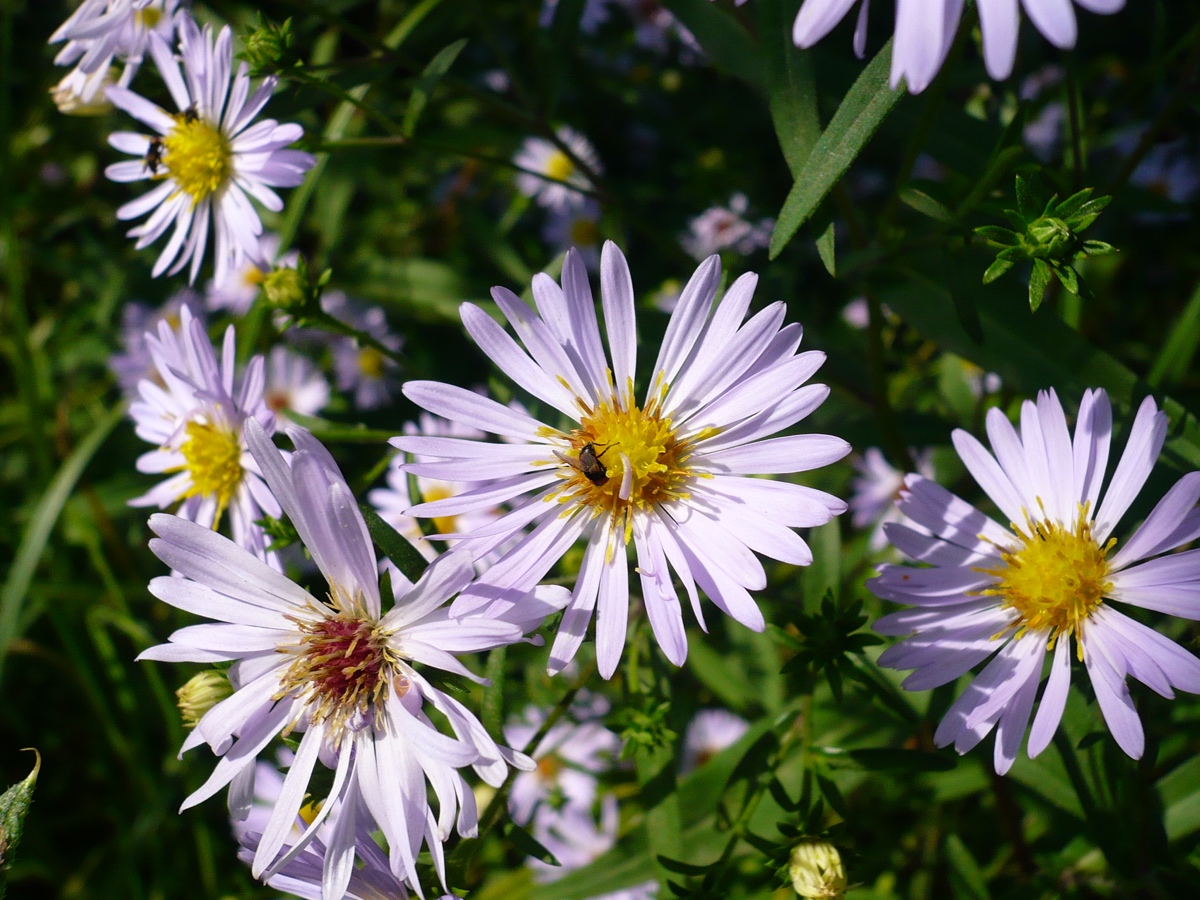 Image of Symphyotrichum novi-belgii specimen.