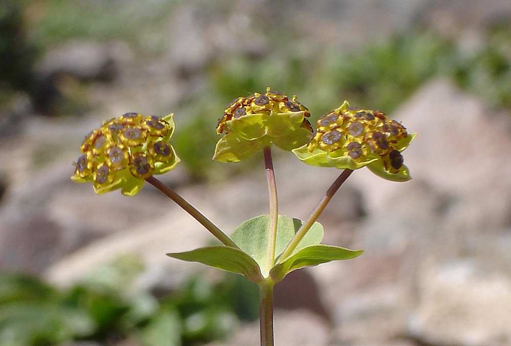 Изображение особи Bupleurum triradiatum.