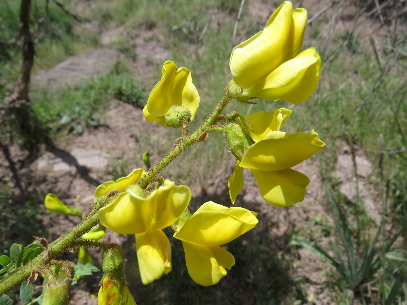 Image of Calophaca grandiflora specimen.