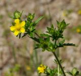 Potentilla norvegica