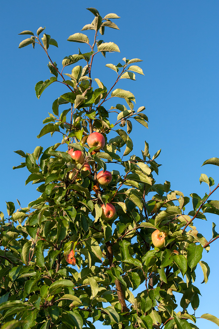 Image of Malus domestica specimen.