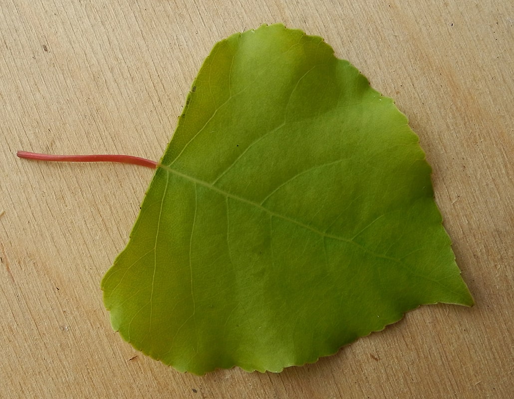 Изображение особи Populus &times; canadensis.