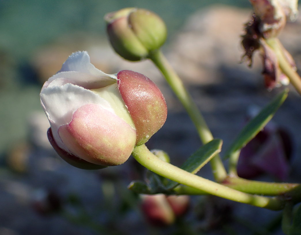 Изображение особи Capparis orientalis.