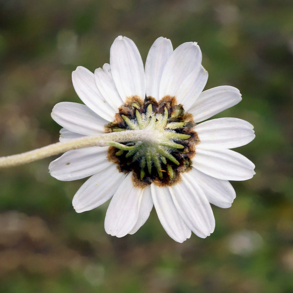 Image of Chrysanthemum mongolicum specimen.