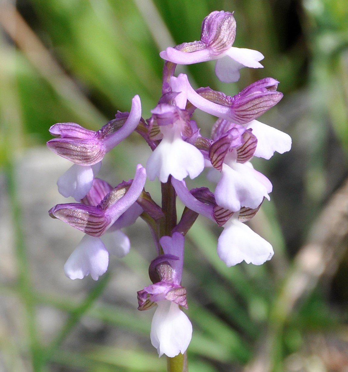 Изображение особи Anacamptis morio ssp. syriaca.