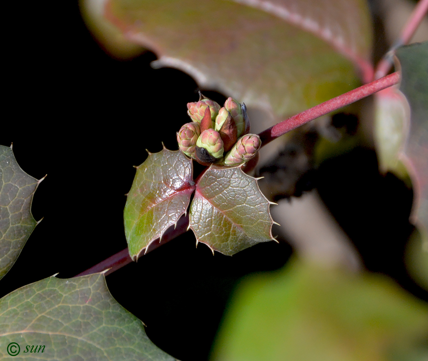 Image of Mahonia aquifolium specimen.