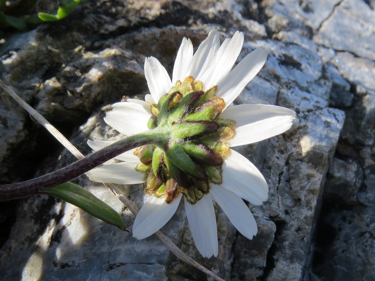 Изображение особи Arctanthemum arcticum.