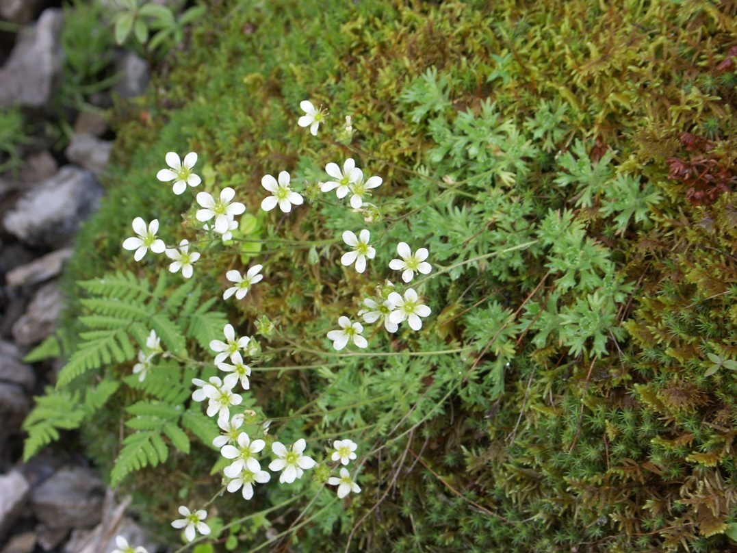 Image of Saxifraga cespitosa specimen.