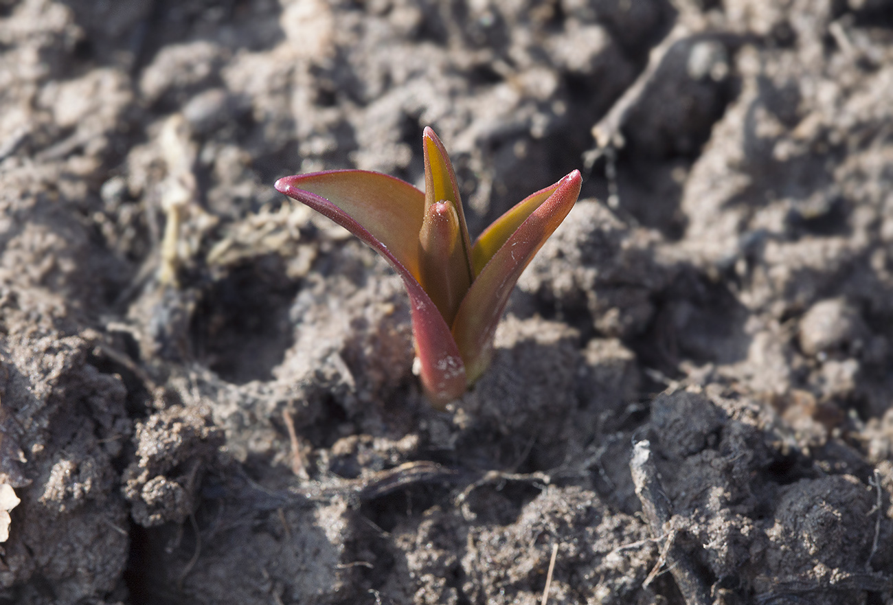 Image of Tulipa tarda specimen.