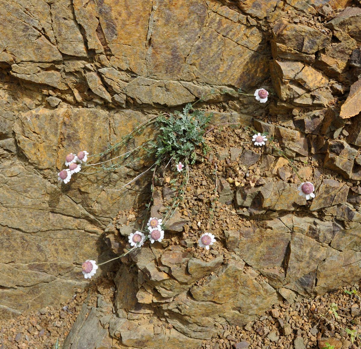 Image of Anthemis tricolor specimen.