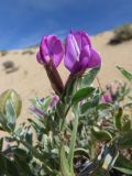 Oxytropis tragacanthoides. Побег с соцветием. Республика Тыва, Эрзинский р-н, низовье р. Нарын, склон песчаного оврага. 23.07.2018.