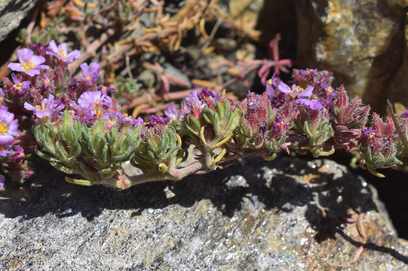 Image of Frankenia hirsuta specimen.