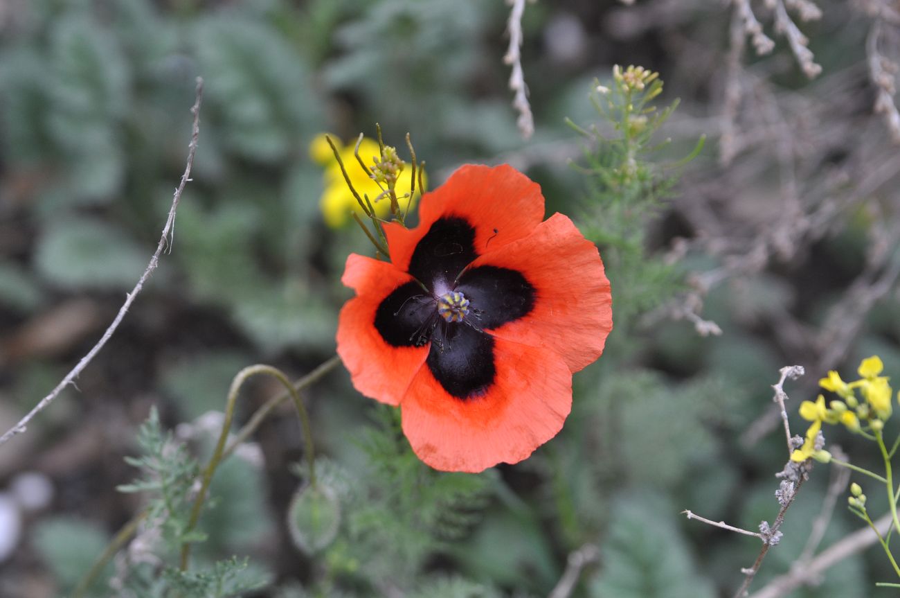 Изображение особи Papaver arenarium.