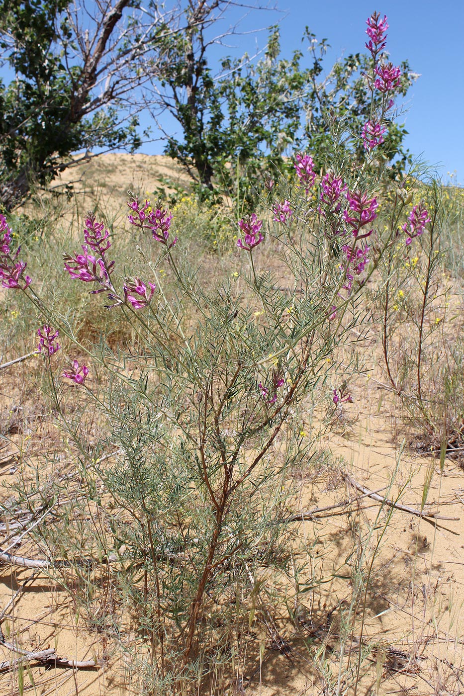 Изображение особи Astragalus barbidens.