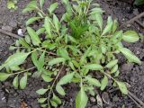 Coreopsis tinctoria