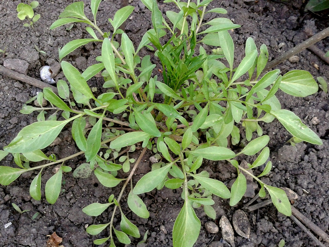 Image of Coreopsis tinctoria specimen.