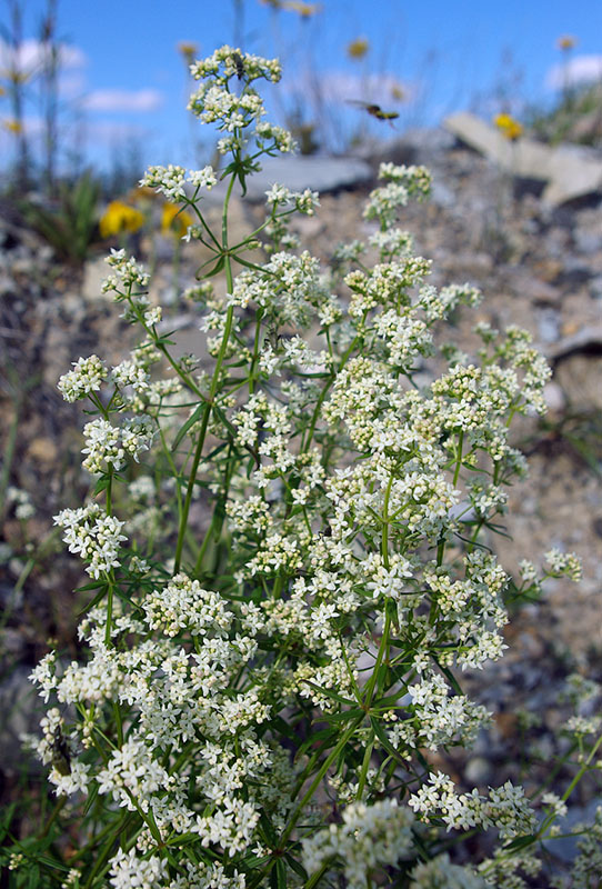 Image of Galium boreale specimen.