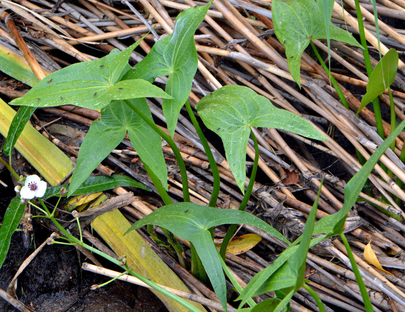 Изображение особи Sagittaria sagittifolia.