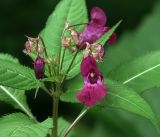 Impatiens glandulifera