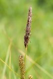 Carex acutiformis. Верхушка побега с мужскими соцветиями и соплодием. Ленинградская обл., Гатчинский р-н, окр. дер. Авколево, карьер \"Елизаветино\", суходольный луг. 16.06.2019.