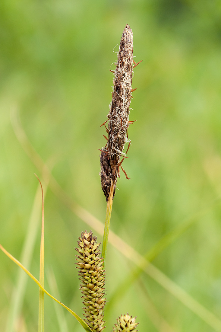 Изображение особи Carex acutiformis.