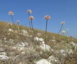 Allium tarkhankuticum