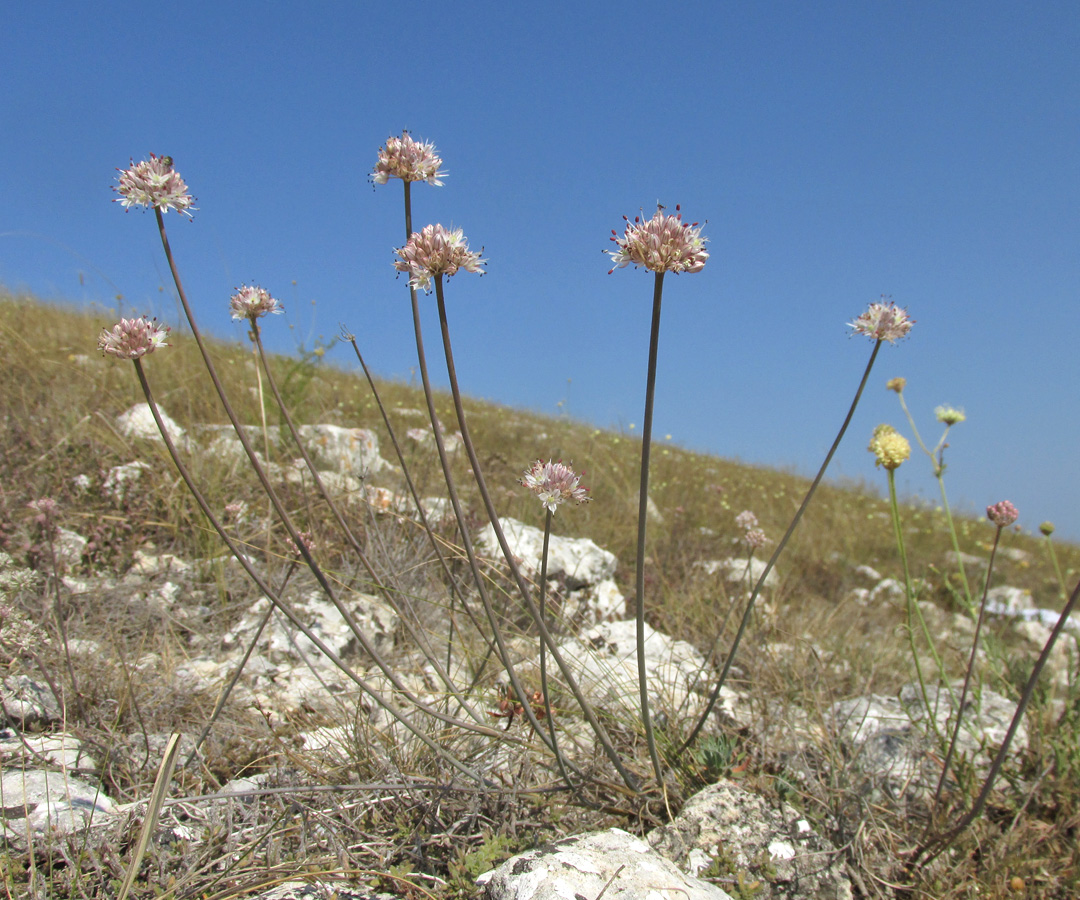 Image of Allium tarkhankuticum specimen.