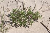 Artemisia vulgaris
