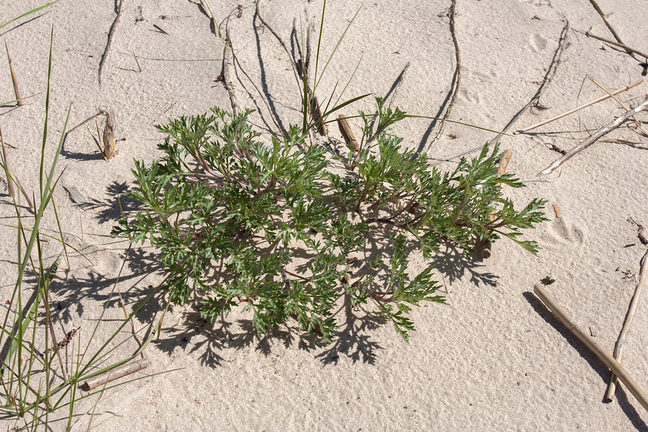 Image of Artemisia vulgaris specimen.