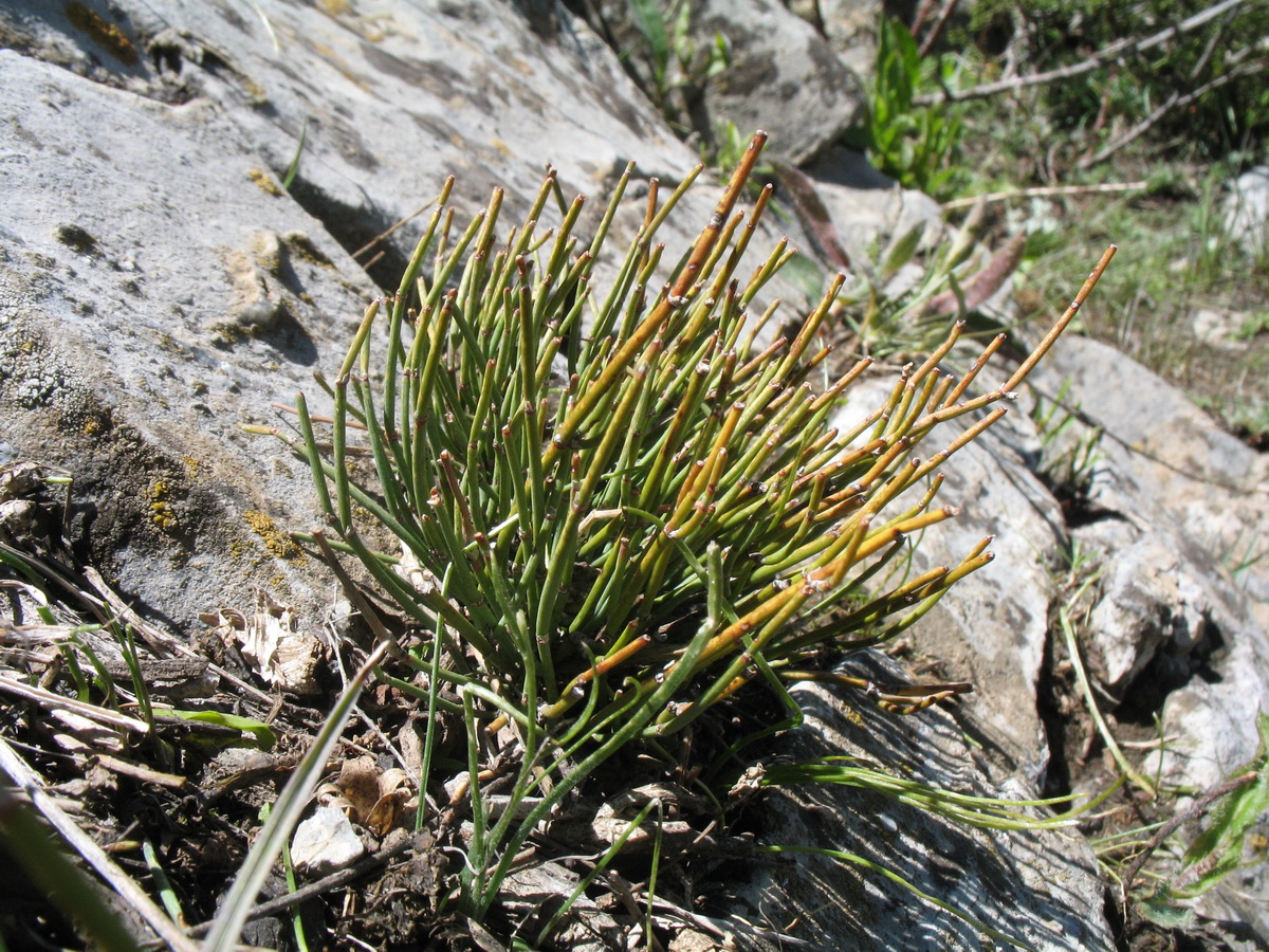 Изображение особи Ephedra fedtschenkoae.