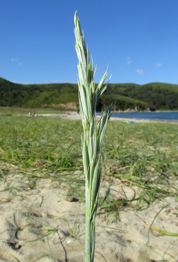 Image of Leymus mollis specimen.