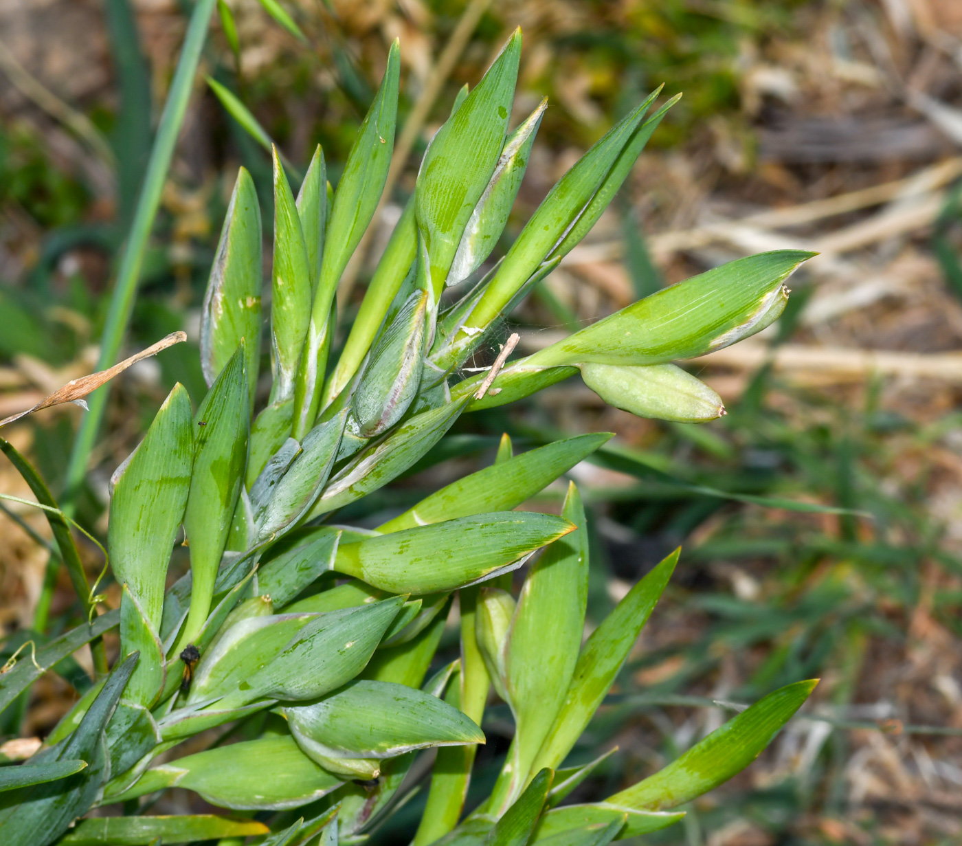 Image of Ferraria crispa specimen.