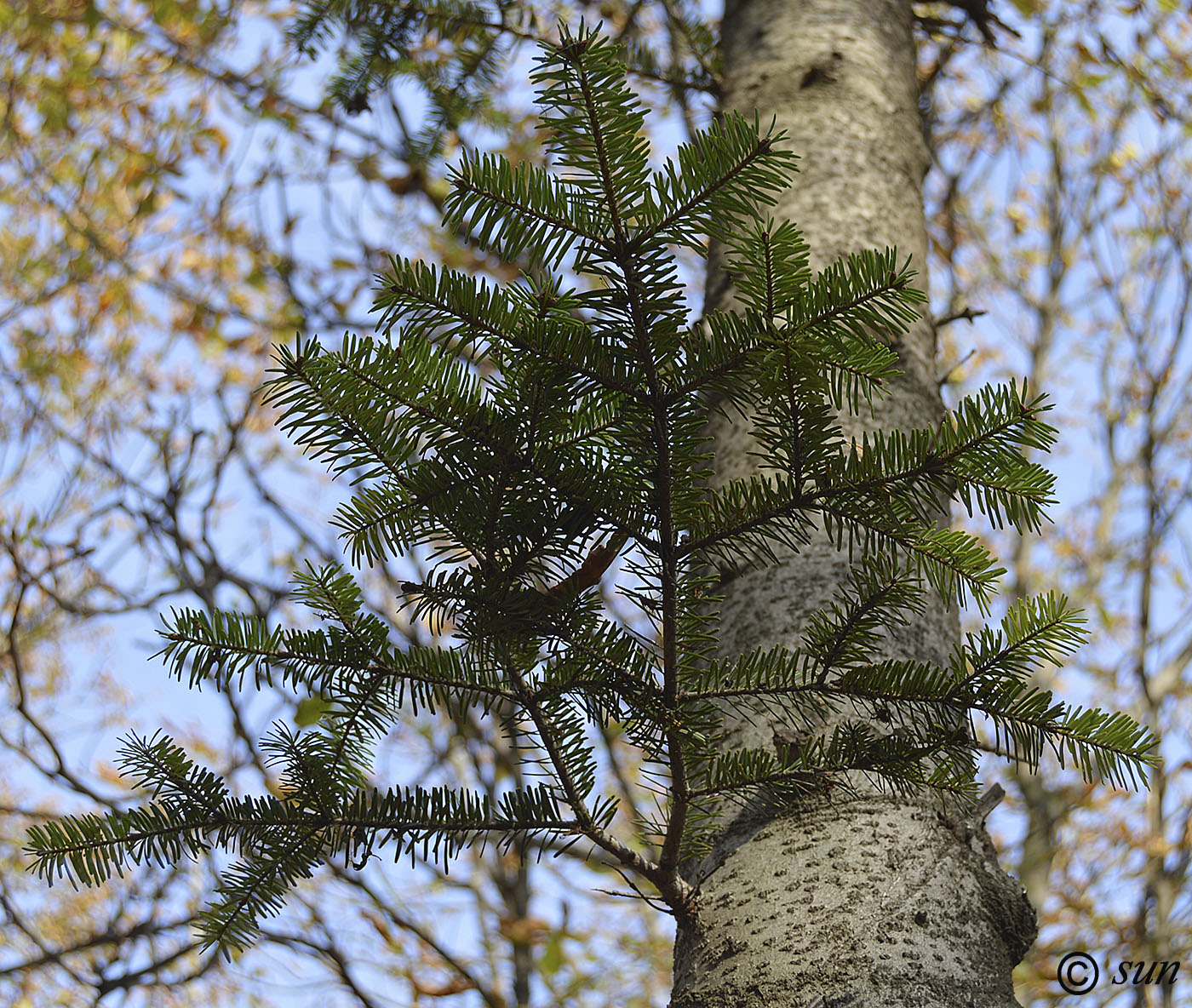 Изображение особи Abies alba.