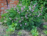 Dicentra formosa