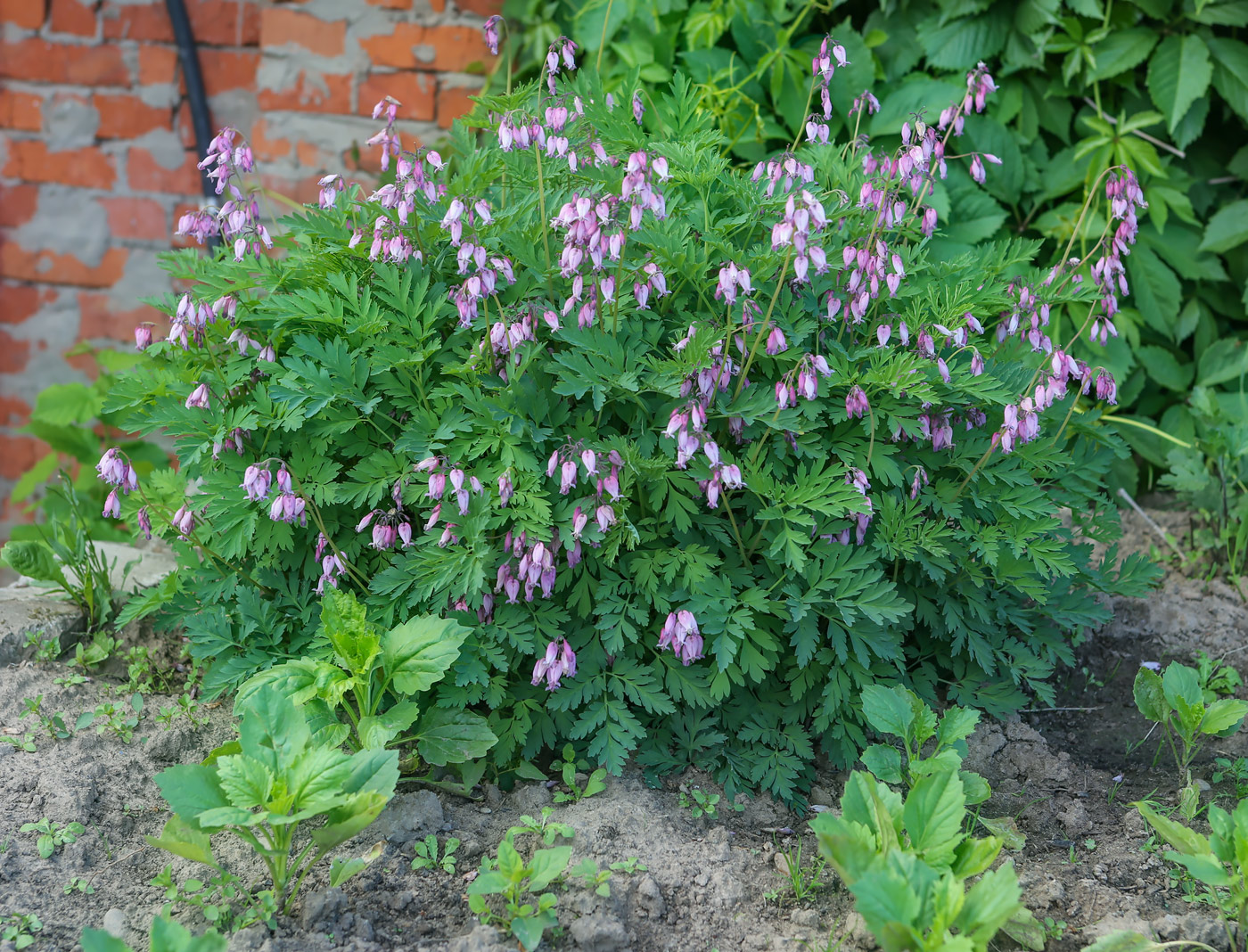 Изображение особи Dicentra formosa.