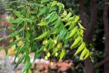 Azadirachta indica