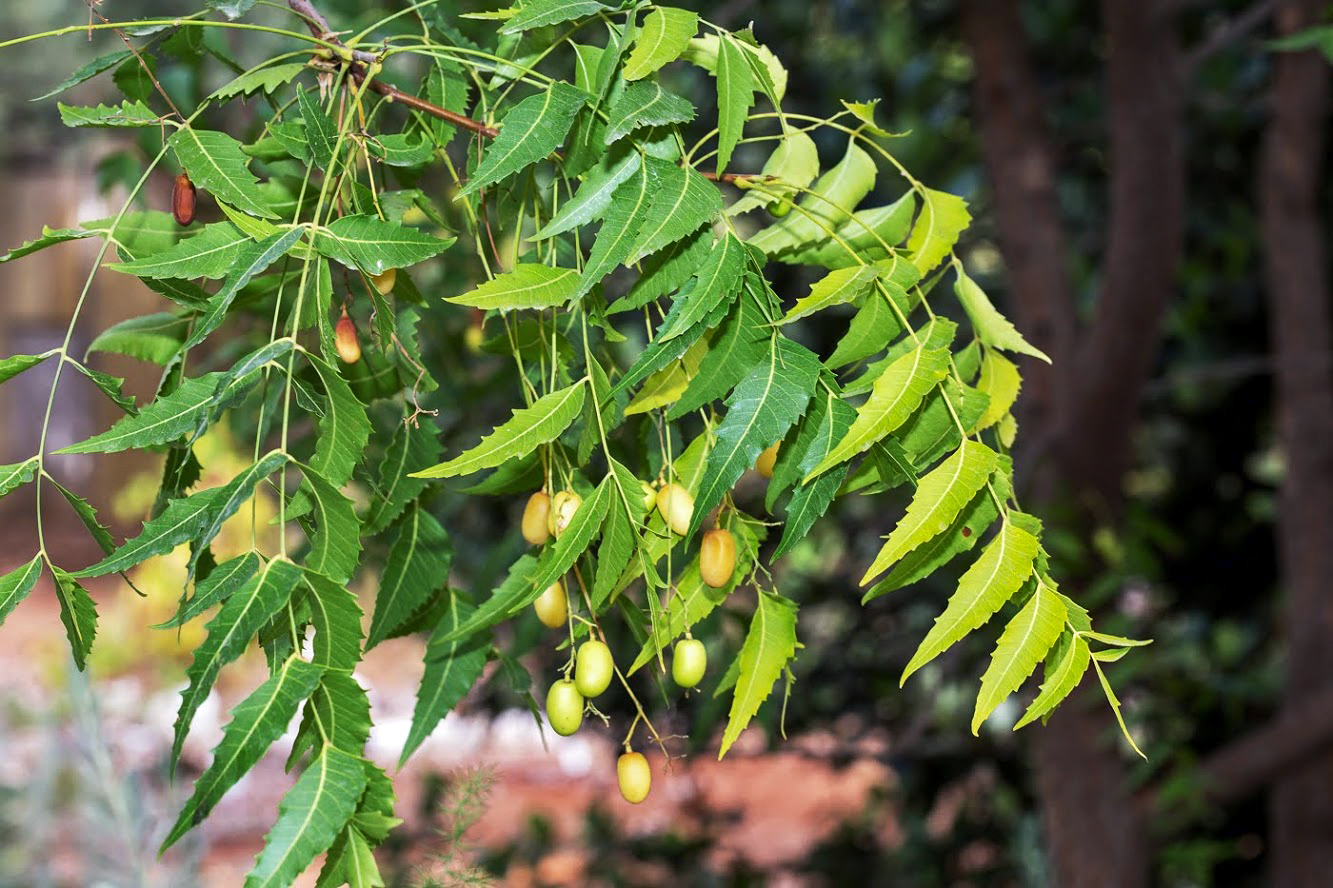 Изображение особи Azadirachta indica.