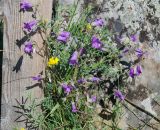 Campanula sibirica