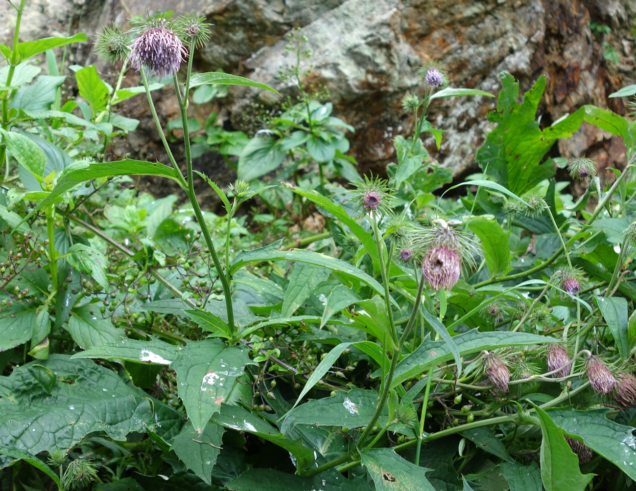 Изображение особи Cirsium kamtschaticum.